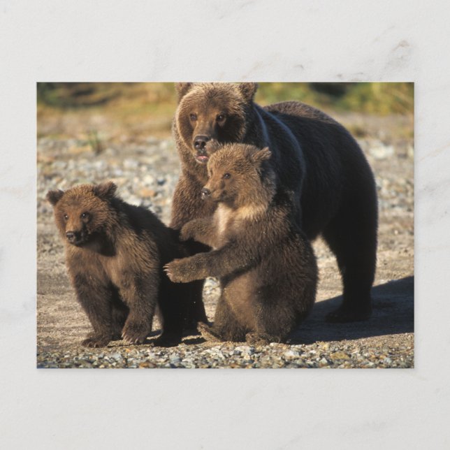 Brown bear, grizzly bear, sow with cubs on coast postcard (Front)