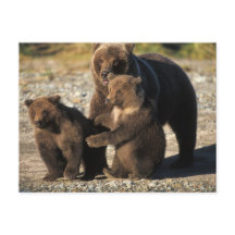 Brown bear, grizzly bear, sow with cubs on coast