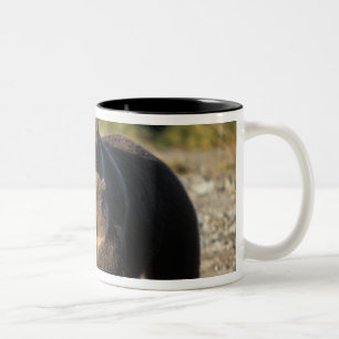 Brown bear, grizzly bear, sow with cubs on coast Two-Tone coffee mug