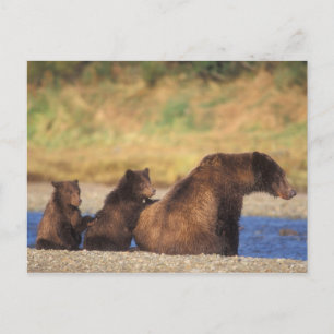 Brown bear, grizzly bear, sow with cubs, postcard