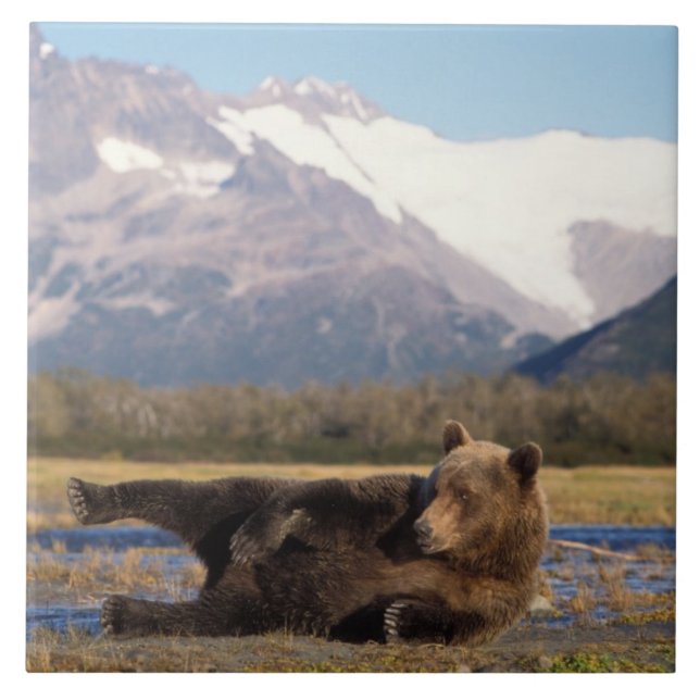 Brown bear, grizzly bear stretching on its back ceramic tile (Front)