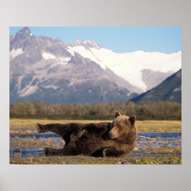 Brown bear, grizzly bear stretching on its back poster (Front)