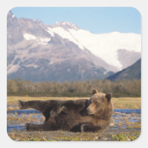 Brown bear, grizzly bear stretching on its back square sticker