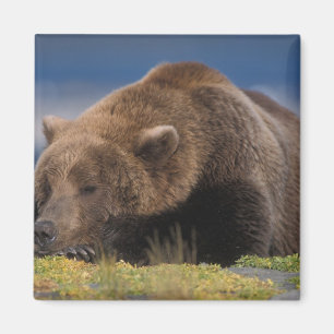 Brown bear, grizzly bear, taking a nap, Katmai Magnet