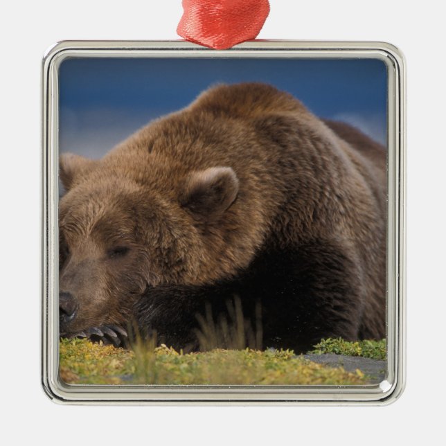 Brown bear, grizzly bear, taking a nap, Katmai Metal Ornament (Front)