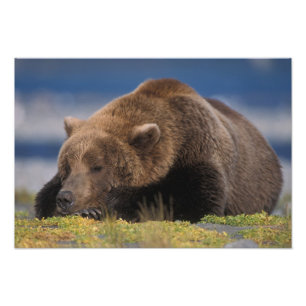 Brown bear, grizzly bear, taking a nap, Katmai Photo Print