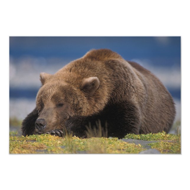 Brown bear, grizzly bear, taking a nap, Katmai Photo Print (Front)