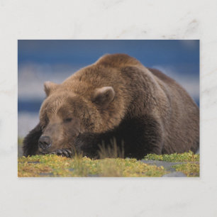 Brown bear, grizzly bear, taking a nap, Katmai Postcard