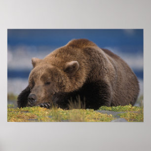 Brown bear, grizzly bear, taking a nap, Katmai Poster