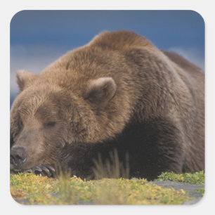 Brown bear, grizzly bear, taking a nap, Katmai Square Sticker