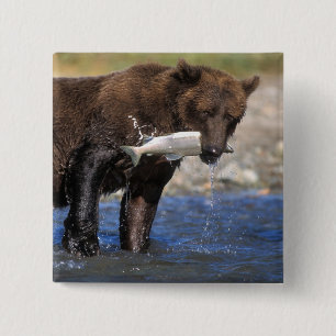 Brown bear, grizzly bear, with salmon catch, 15 cm square badge