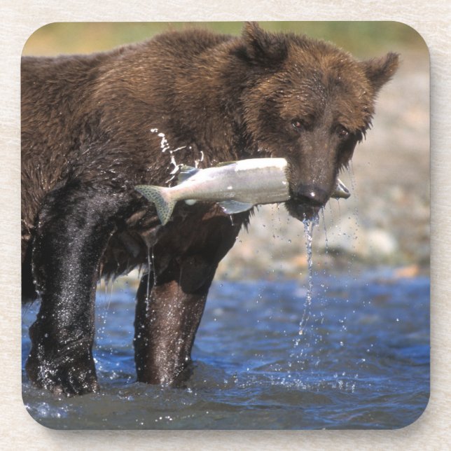 Brown bear, grizzly bear, with salmon catch, coaster (Front)