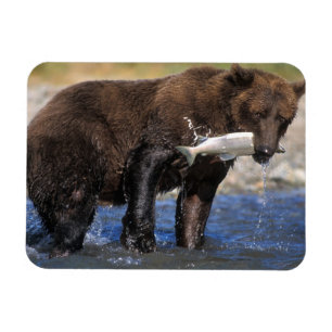 Brown bear, grizzly bear, with salmon catch, magnet