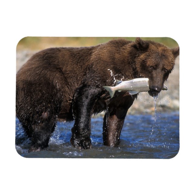 Brown bear, grizzly bear, with salmon catch, magnet (Horizontal)