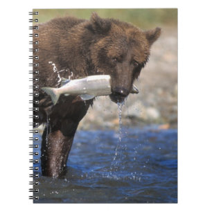 Brown bear, grizzly bear, with salmon catch, notebook