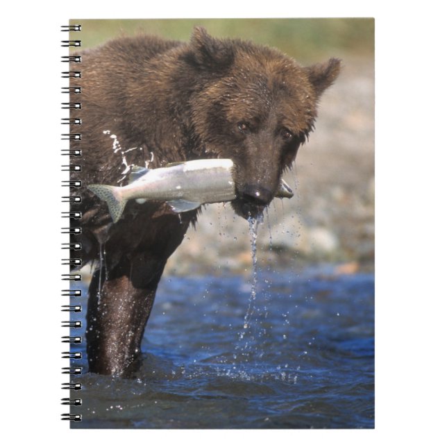 Brown bear, grizzly bear, with salmon catch, notebook (Front)