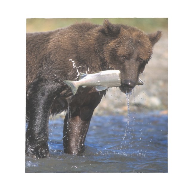 Brown bear, grizzly bear, with salmon catch, notepad (Front)