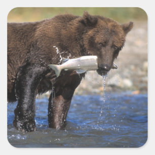 Brown bear, grizzly bear, with salmon catch, square sticker