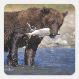 Brown bear, grizzly bear, with salmon catch, square sticker