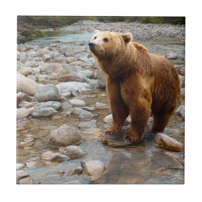 Brown Bear in Stream Ceramic Tile (Front)