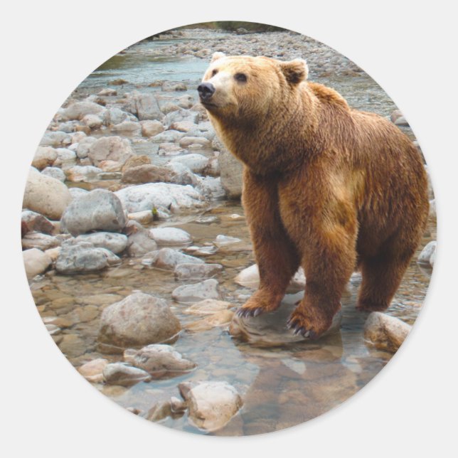 Brown Bear in Stream Classic Round Sticker (Front)