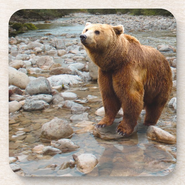 Brown Bear in Stream Coaster (Front)