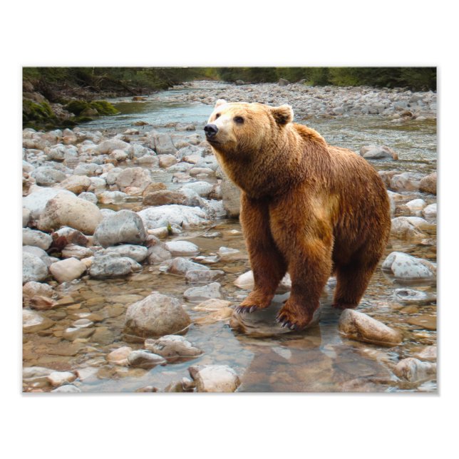 Brown Bear in Stream Photo Print (Front)