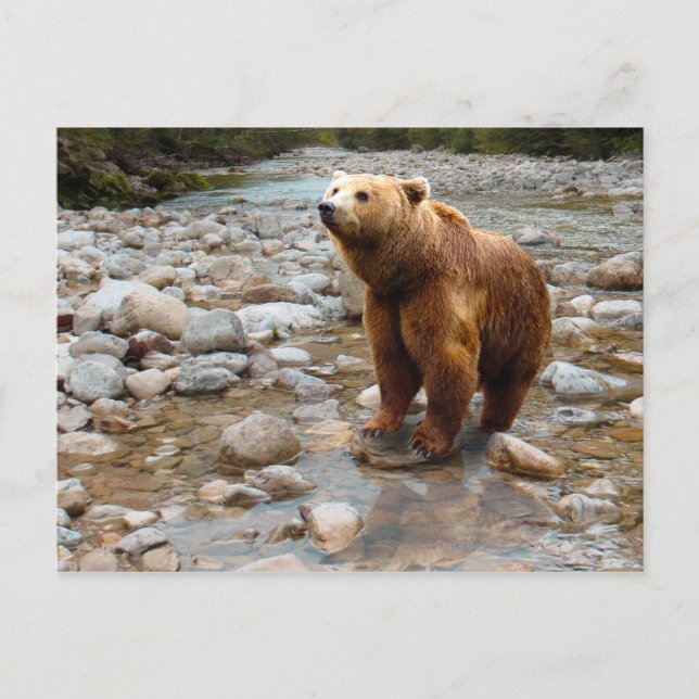 Brown Bear in Stream Postcard (Front)