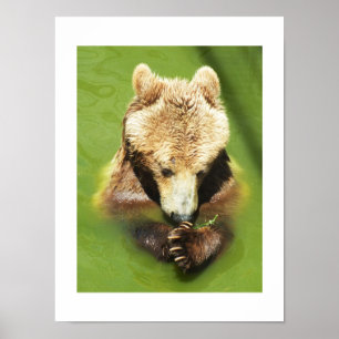 Brown bear in water poster