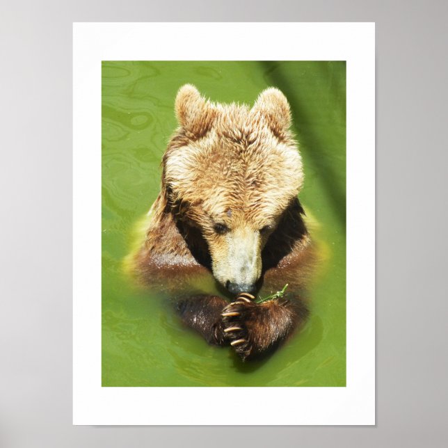 Brown bear in water poster (Front)