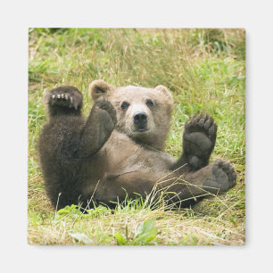 Brown_Bear_Kodiak_Lovers Gifts Magnet