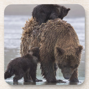 Brown Bear Lake Clark National Park Coaster