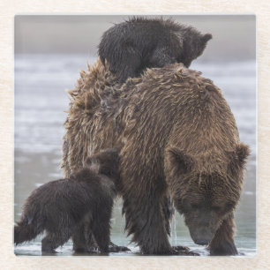 Brown Bear Lake Clark National Park Glass Coaster
