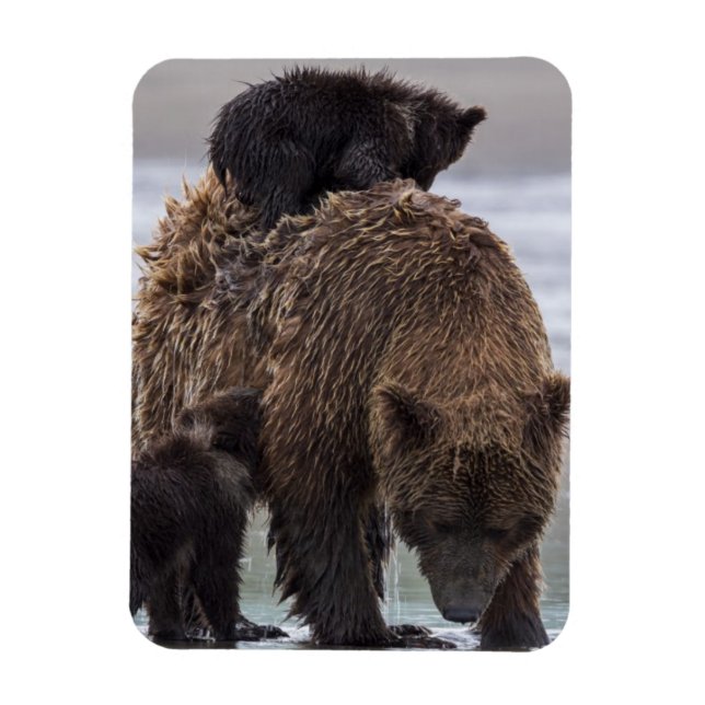 Brown Bear | Lake Clark National Park Magnet (Vertical)