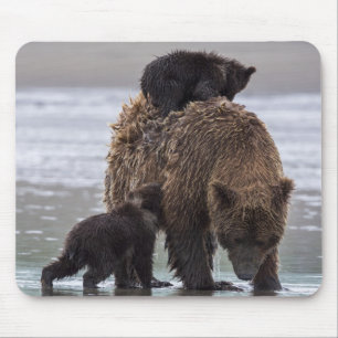 Brown Bear Lake Clark National Park Mouse Pad