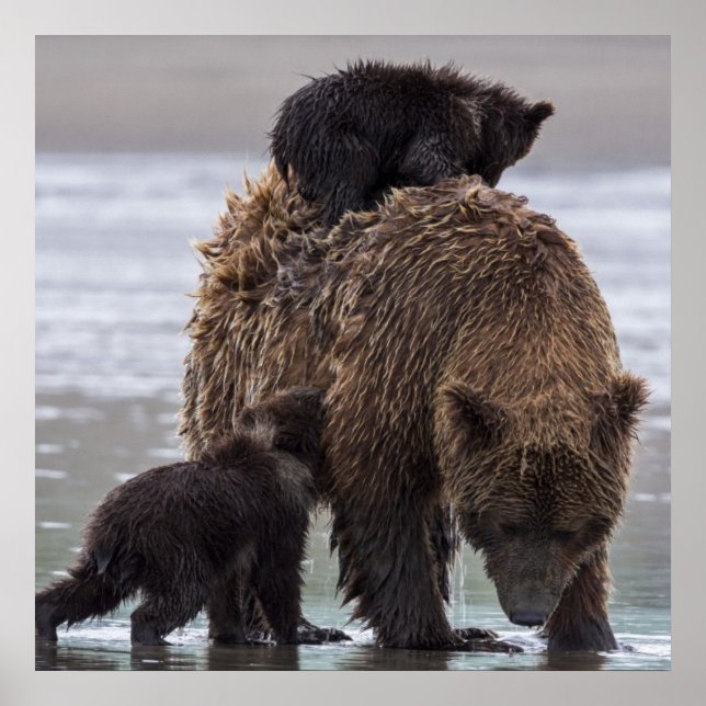 Brown Bear | Lake Clark National Park Poster (Front)