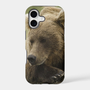 Brown bear, or Coastal Grizzly Bear, Ursus