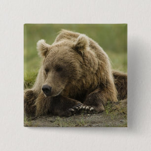 Brown bear, or Coastal Grizzly Bear, Ursus 15 Cm Square Badge
