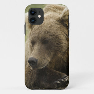 Brown bear, or Coastal Grizzly Bear, Ursus iPhone 11 Case