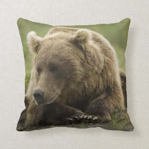 Brown bear, or Coastal Grizzly Bear, Ursus Cushion