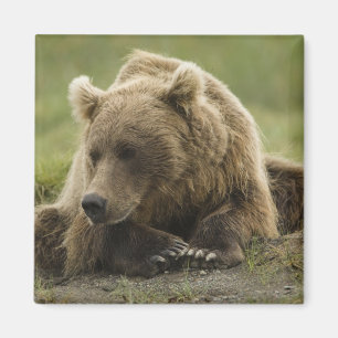 Brown bear, or Coastal Grizzly Bear, Ursus Magnet