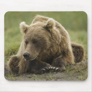 Brown bear, or Coastal Grizzly Bear, Ursus Mouse Pad