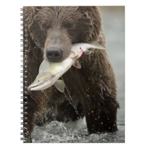 Brown bear, or Coastal Grizzly Bear, Ursus Notebook