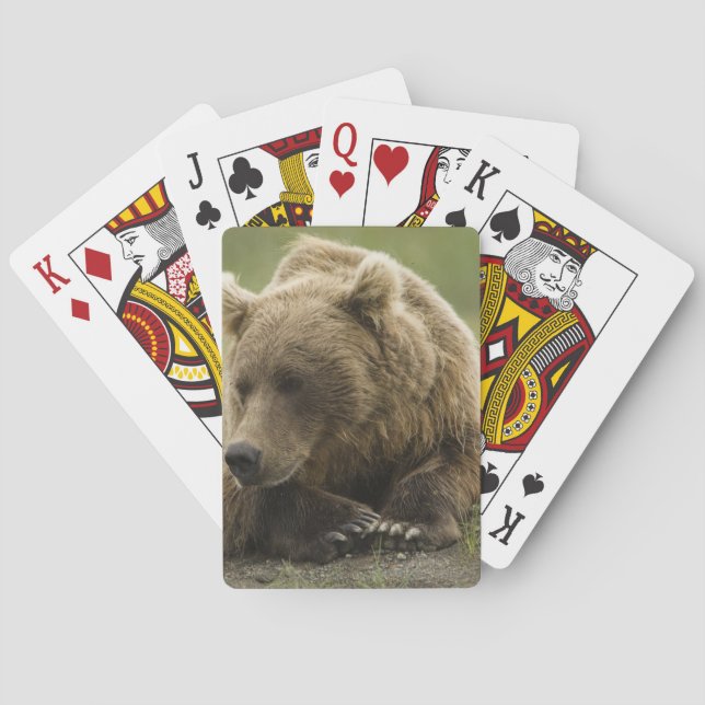 Brown bear, or Coastal Grizzly Bear, Ursus Playing Cards (Back)