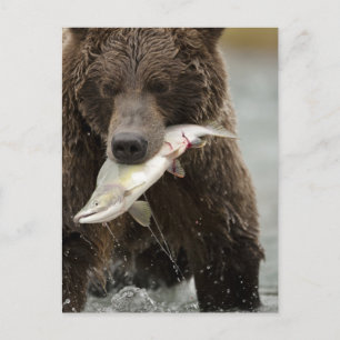Brown bear, or Coastal Grizzly Bear, Ursus Postcard