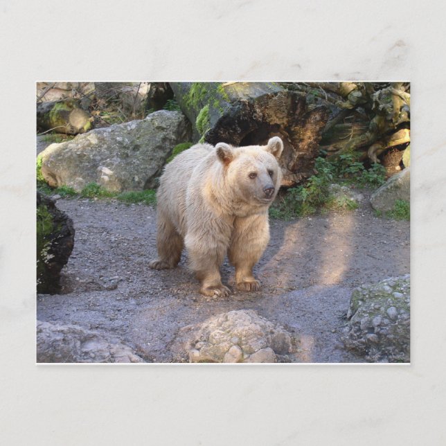brown bear postcard (Front)