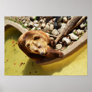 Brown bear poster