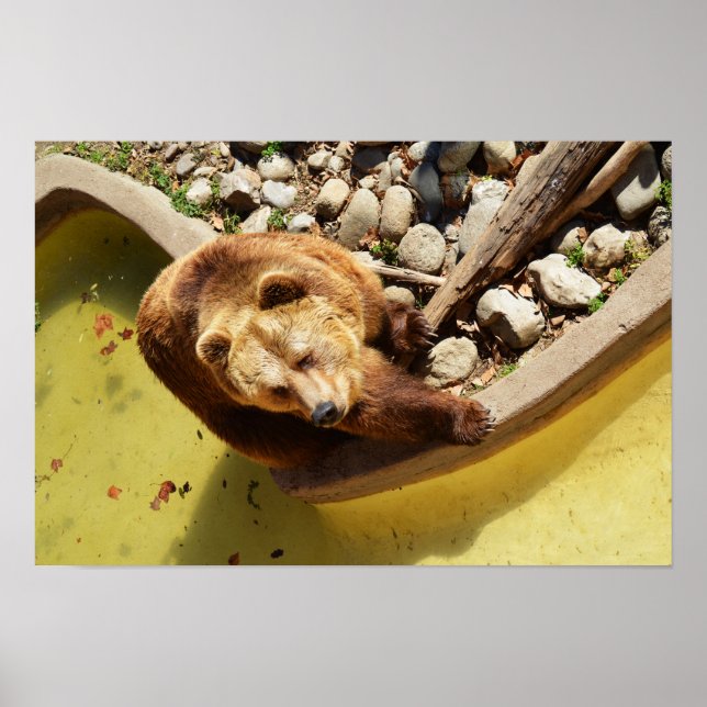 Brown bear poster (Front)