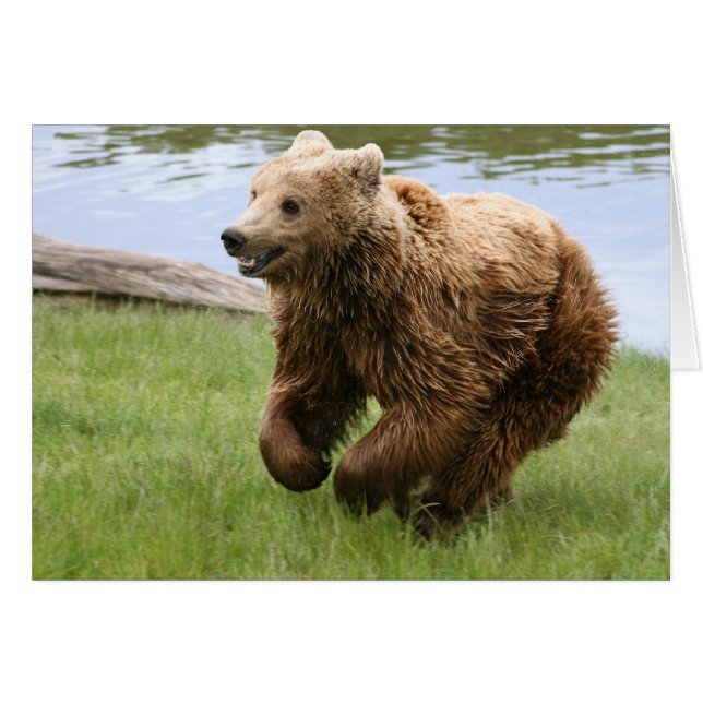 Brown Bear Running (Front Horizontal)