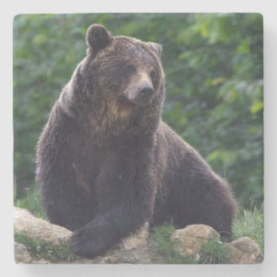 Brown bear stone coaster